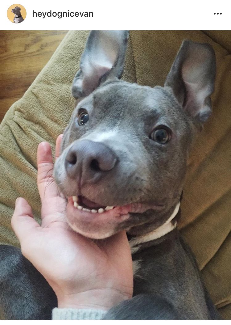 Fifii_s's tweet image. don&apos;t understand how cute ass dogs like these can be banned and feared by so many #dontblamethebreed