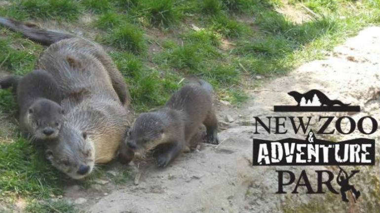 leafware's tweet image. Two otter pups, their mother who lived at NEW Zoo in Green Bay have unexpectedly passed away buff.ly/1YfNavU