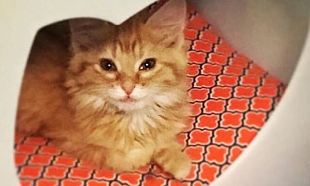 Aunt Bee is just 1/10 kitties rescued + being fostered by <a href="/RobinAFOlson/">Robin A.F. Olson</a> Please #AdoptDontShop #KittenAssociates