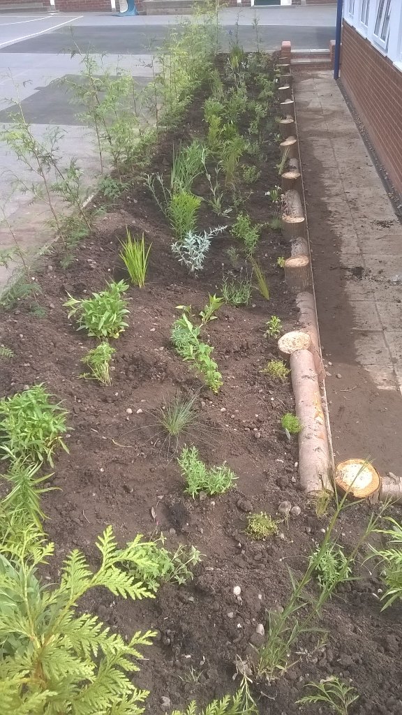 EnsellJonathan's tweet photo. @TwickPrimary the after photo, the children helped to plant a sensory garden and hedge. https://t.co/Juhon903u6