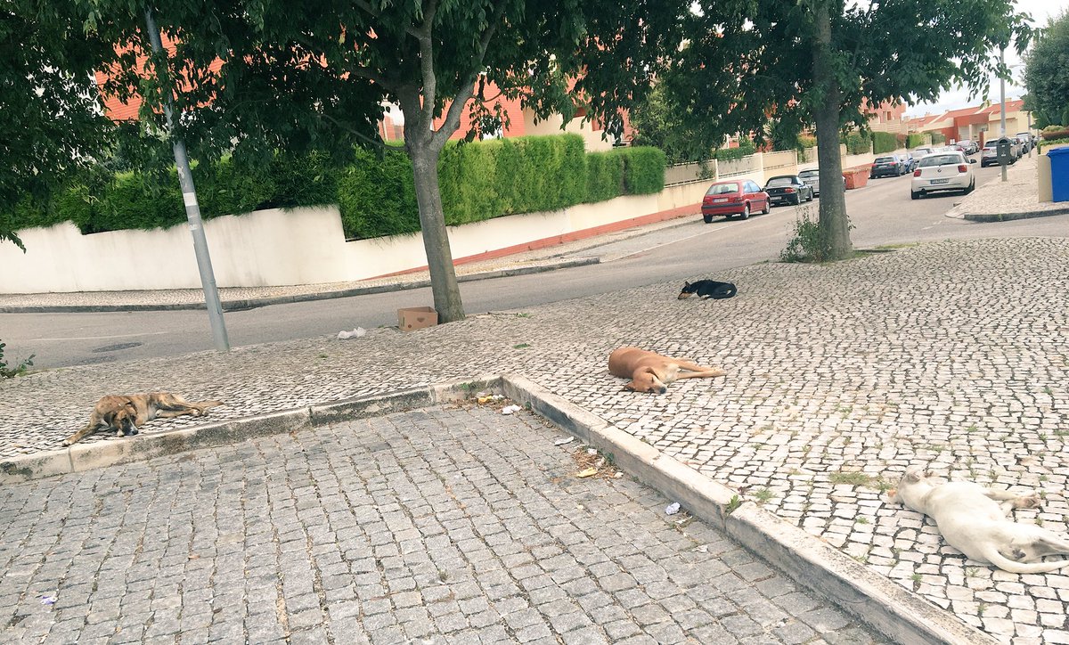 sixfeetunder_85's tweet photo. Go to Portugal. Take pictures of dogs. #ImAmy https://t.co/t7ScMo50lz