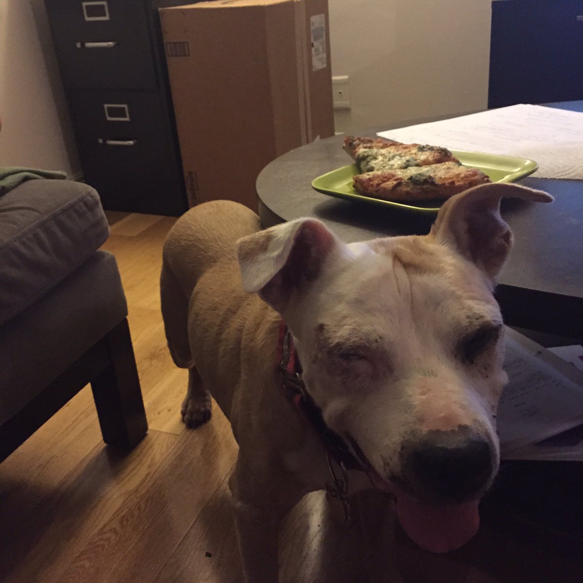 DaisyJDog's tweet photo. Here are my qualifications: https://t.co/BHjTWcqccI