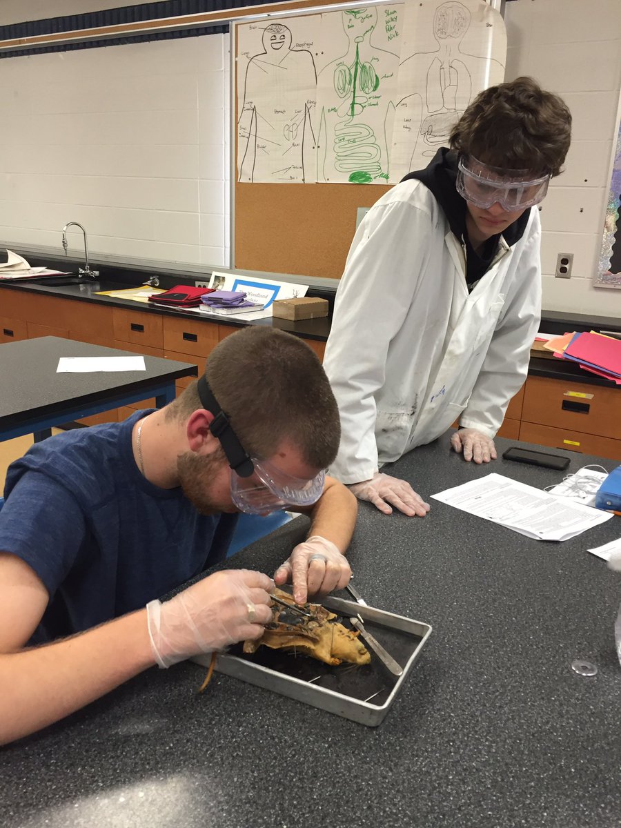 slhscience's tweet photo. Pig heart and rat dissection @SouthLincolnHS to identify similarities in mammalian structure @dsbn #ScienceIsGREAT https://t.co/b04SdTUqIv