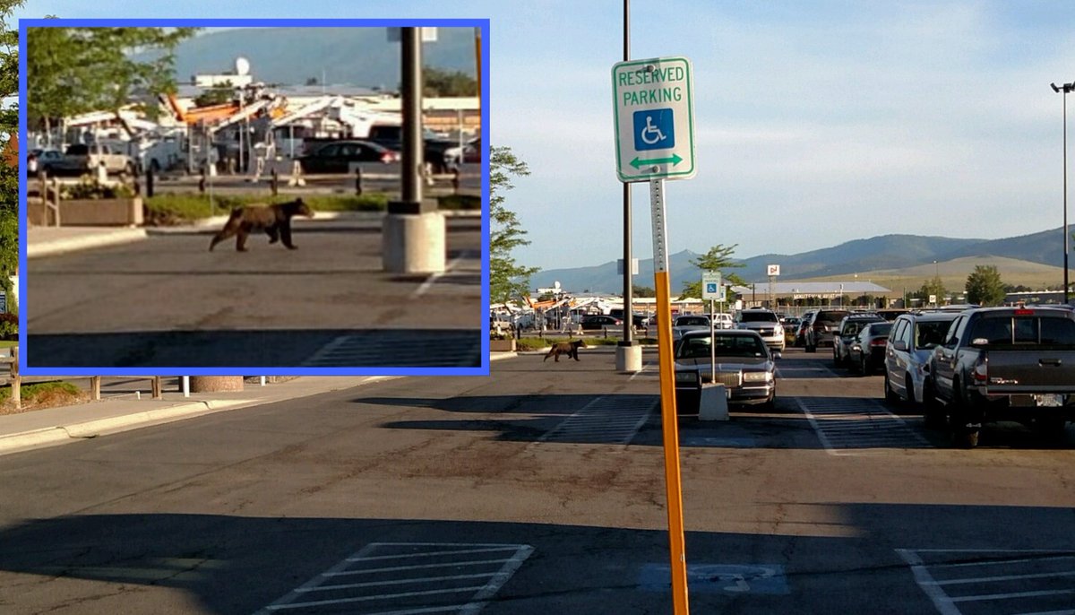 MissoulaAirport's tweet photo. An early morning visitor to short term parking @ #MissoulaAirport this AM. #FlyMissoula #Missoula #BrownBear https://t.co/TzJWZltZiT