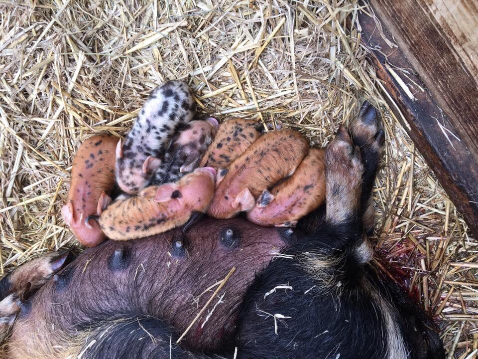WAA_Teesside's tweet photo. Some new arrivals born this morning! #piglets #Stockton #animals #northeast https://t.co/YwpkxpqXw2