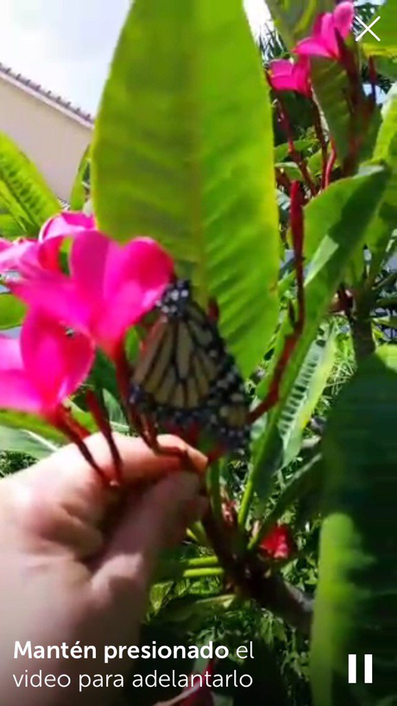 poremor_padron's tweet photo. Mirar en #Periscope: #butterfly 🐛 release ❤✌🌹 #OrlandoStrong https://t.co/WZ8Y3qwRn5 https://t.co/7Q1pGoBirx