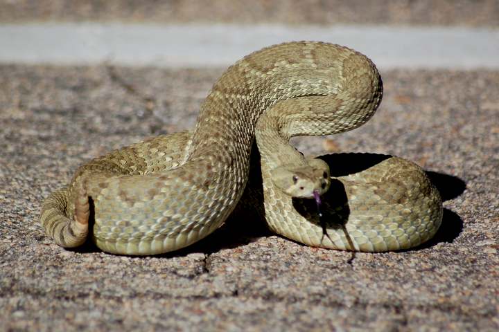 VenomInterviews's tweet photo. Teen girl hospitalized after #snakebite — #rattlesnake #venomous #snake #reptile 

https://t.co/tUbWSDny4Z https://t.co/u3VifPPaLn
