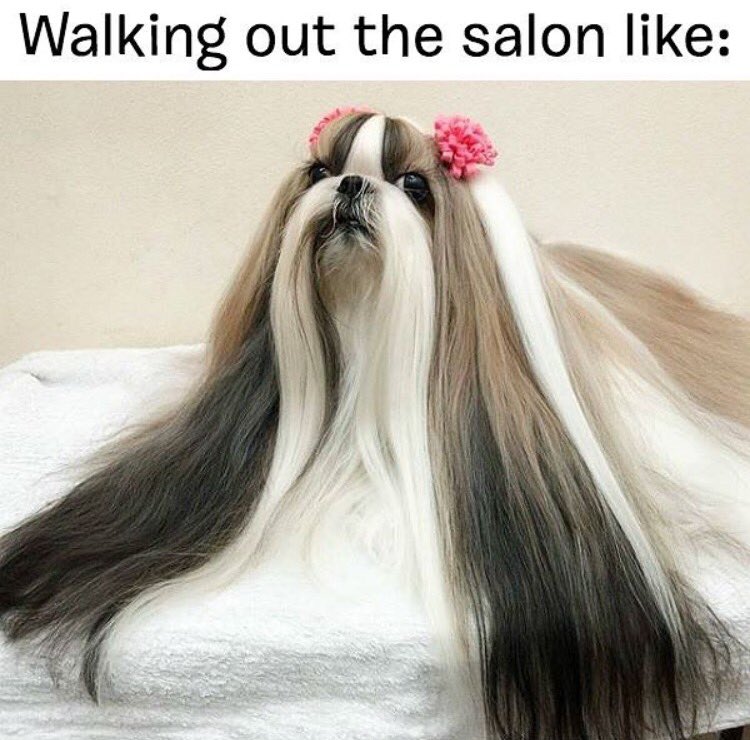 Because we know our dogs feel this way after a Spaw appointment... 😆