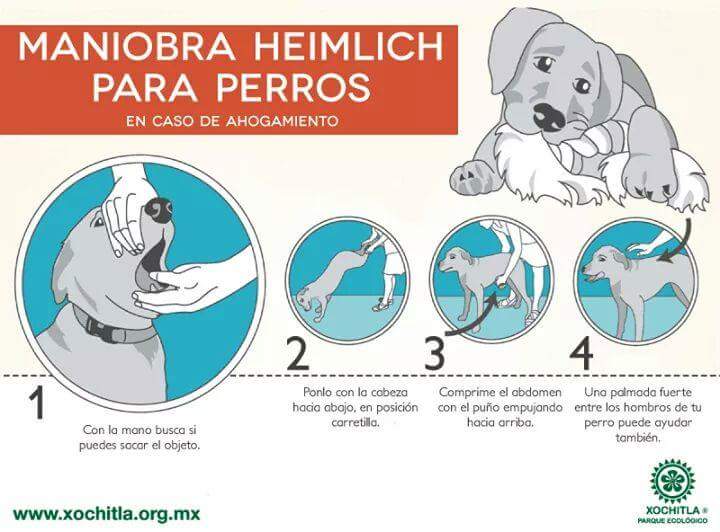 guardiacivil's tweet photo. Llegado el caso,conocer la manera de aplicar la maniobra de #Heimlich a tu perro, le salvará la vida

#Nolefalles https://t.co/uhgc8kZxgI