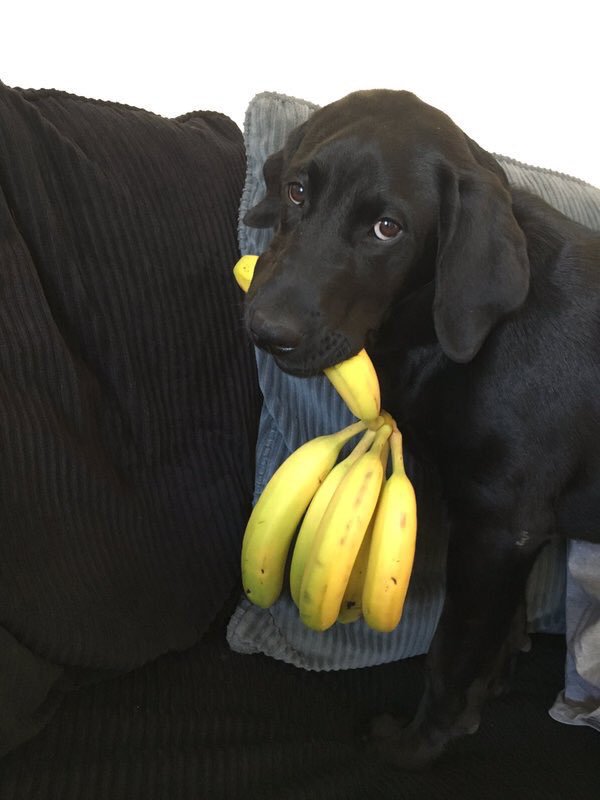thefemaleboook's tweet photo. what did we do to deserve dogs https://t.co/y5ZOT187CD