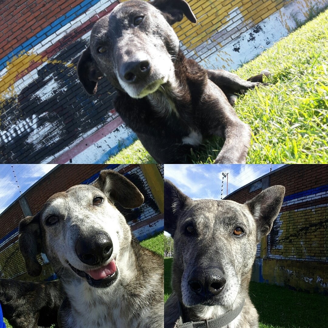 Axelsul's tweet photo. Una gran parte de mi existencia y mi ser🐕🐶🐩 https://t.co/SP1jSpEwFW