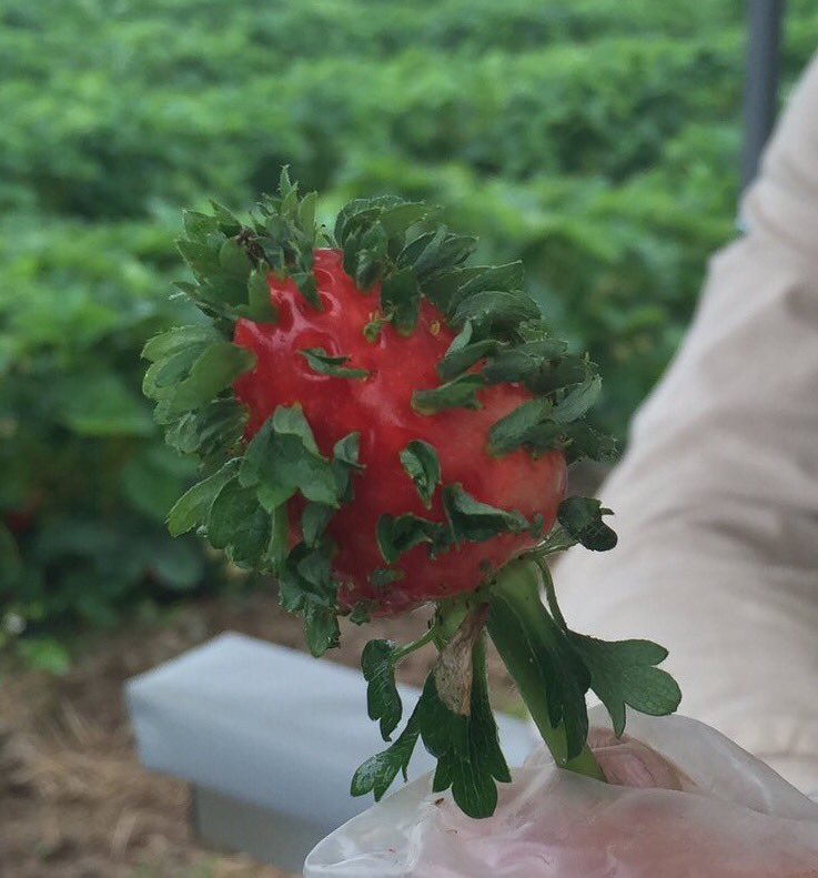 UglyFruitAndVeg's tweet image. This Is One Wigged Out Strawberry! 🍓😡😤 #SeededInsideOut #CaseOfTheMondays Pic by @LehighValleyCSA