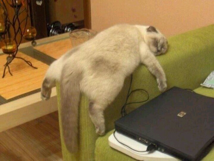 T1psyCat tweet picture