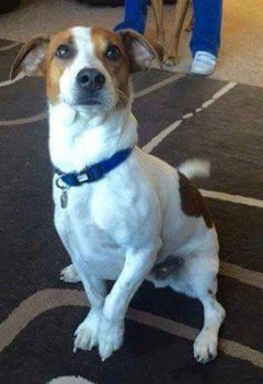 DogLostUK's tweet photo. #Lost #ScanMe  Jack Russell Male 
Milton Brow #WestonSuperMare #NorthSomerset #BS22 #BS23 https://t.co/GhFvFjQn0o … https://t.co/Ji8tUIhoS4