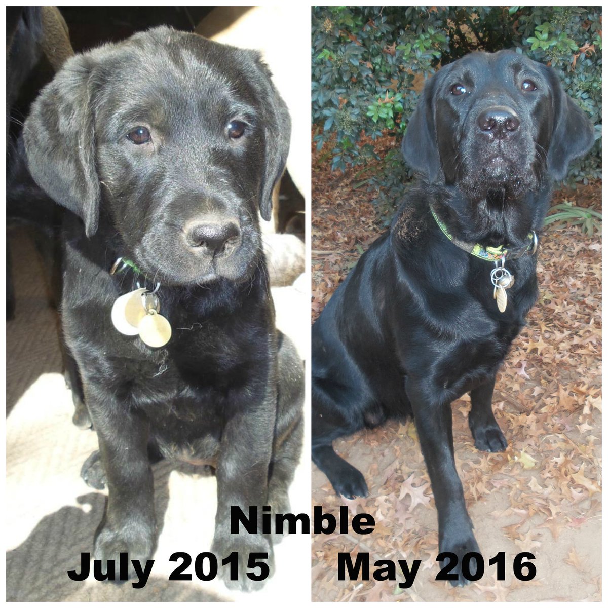 SAGuide_Dogs's tweet image. #TransformationTuesday Here&apos;s #GDApupNimble who has recently started her #GuideDogTraining