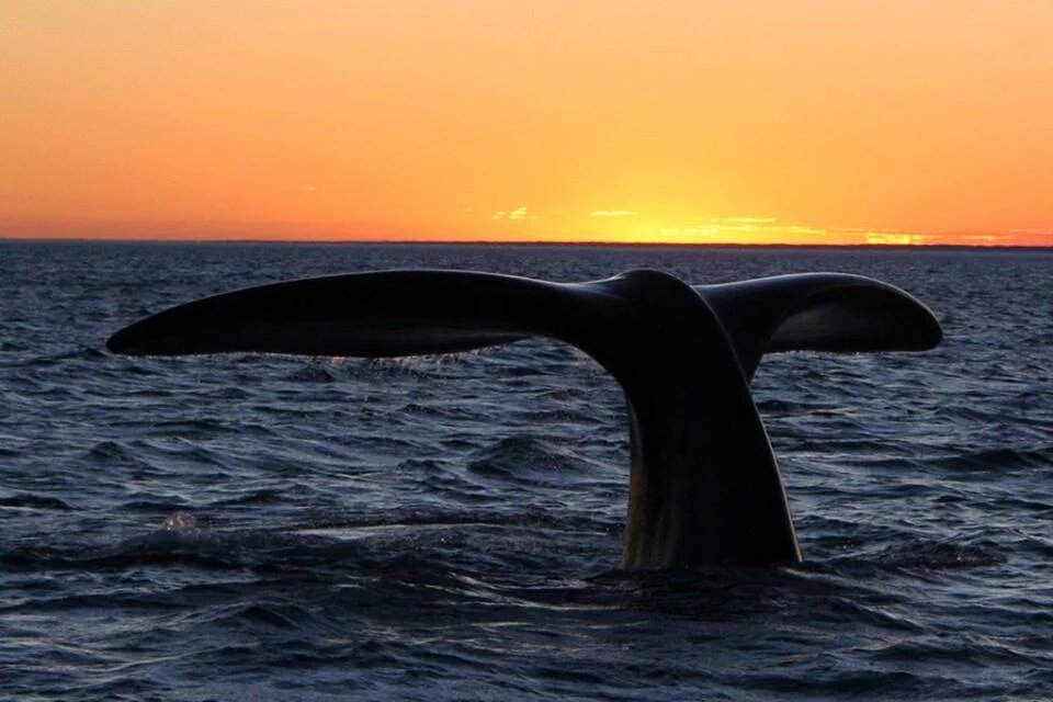 Verdeturviajes's tweet photo. Se viene la temporada de Ballenas #verdetur #esoQueQuieresVivir https://t.co/CboFhsTMzx