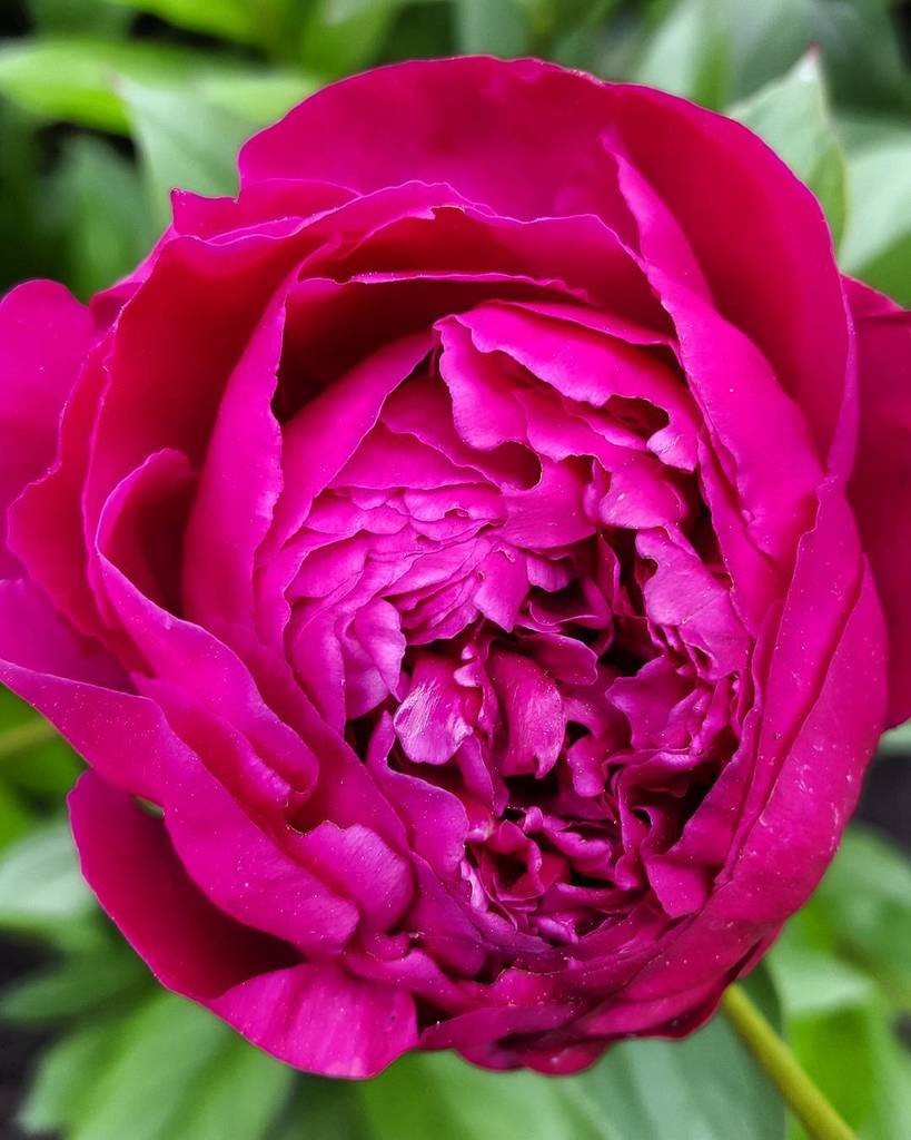 livinlavidaerin's tweet photo. #peony #peonies #flower #floral #garden #nature #plant #greenthumb #getoutside #springhass… https://t.co/Oupi6aSjym https://t.co/hllm1HU8dI