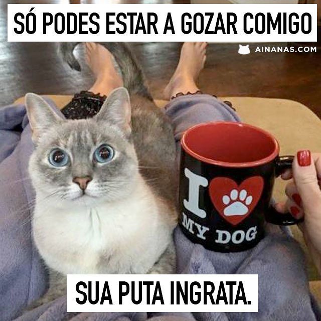 ainanas's tweet photo. Como ferir os sentimentos do teu gato em 3...2..1.... 😂
#ainanas #gatos #cat #pets #insta… https://t.co/Y5mu94cYum https://t.co/483hW5eW7P