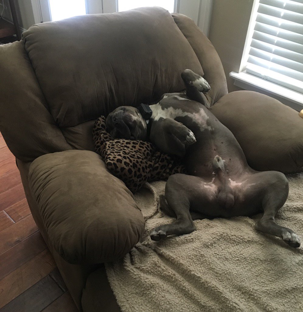 asanford1023's tweet photo. Tough life πππΆ
#GottiLife https://t.co/LPygHB8K3I
