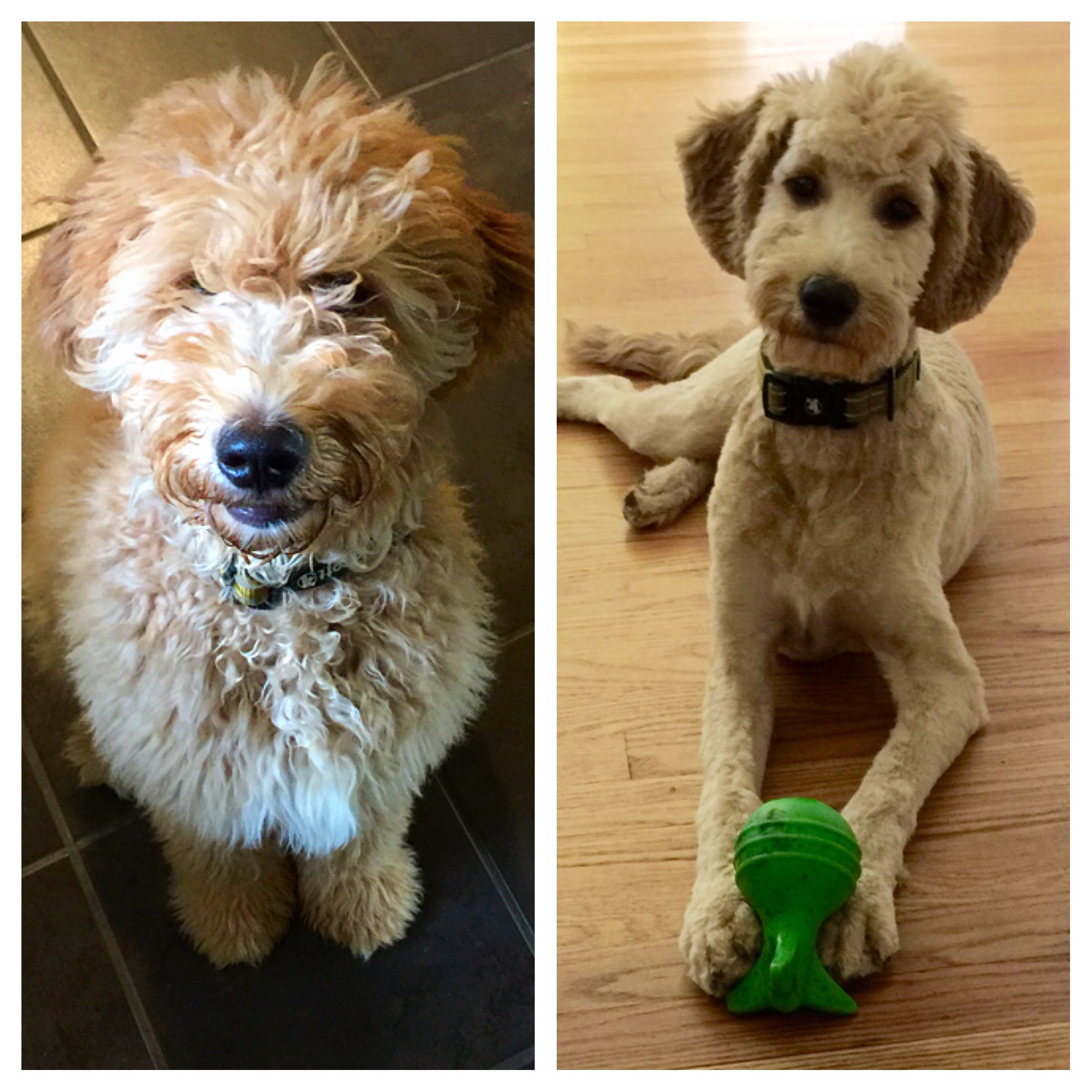 Goldendoodle mohawk hotsell