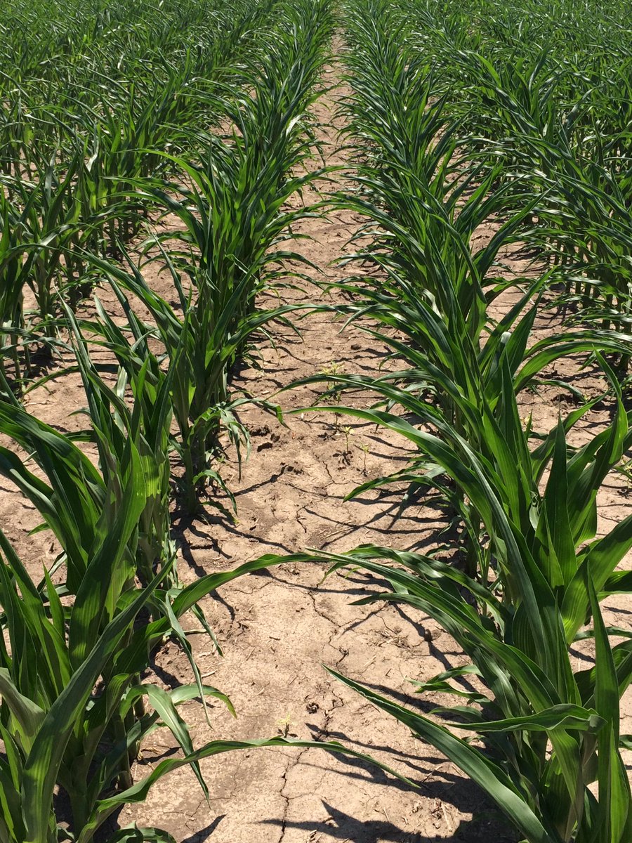 ChadwithBecks's tweet image. Lot of pics being posted of active #bulliform cells being expressed in #corn. #agronomynerd
