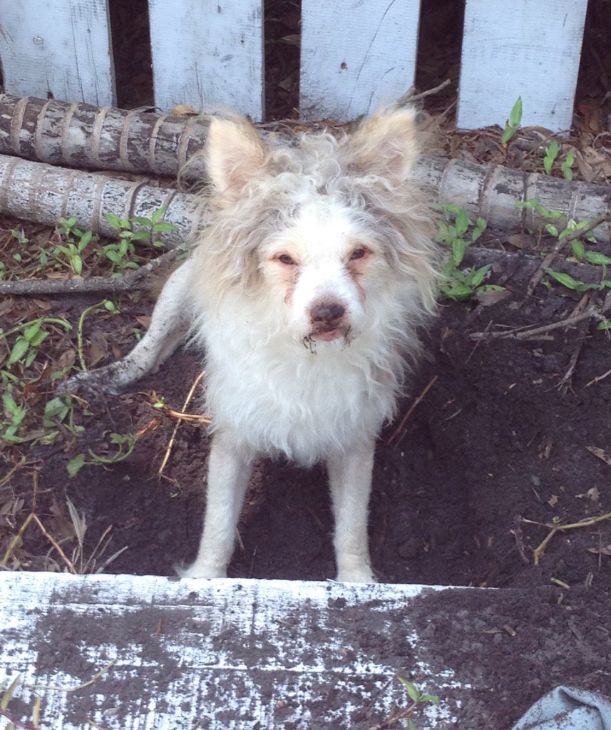 Chi..down &amp; dirty..doing some gardening 🐶🙀😍🌿