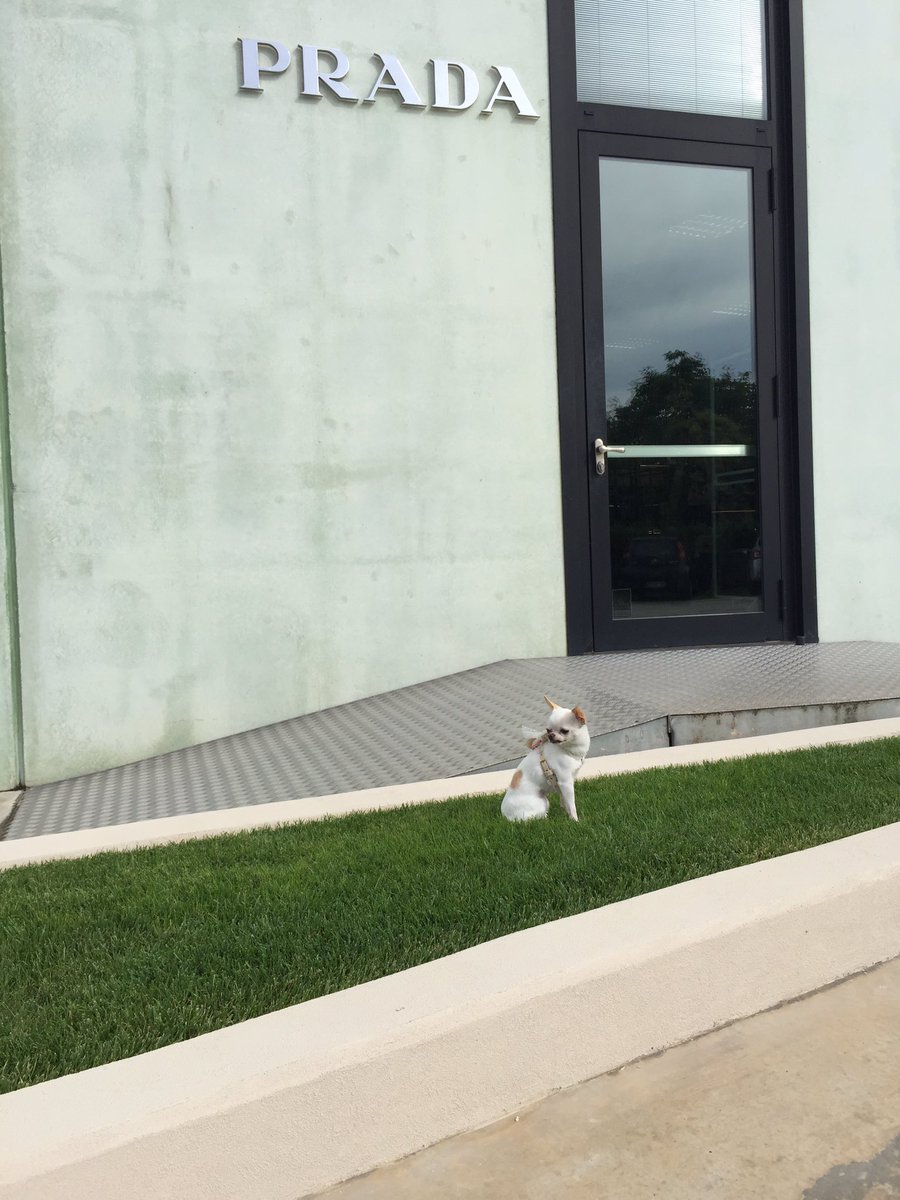 tessandi_van's tweet photo. #prada#forpetsonly#chihuahua https://t.co/PVFgBtvjuc