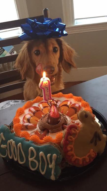 StumblerTop's tweet photo. “Friend: "Wanna go out tonight?"

Me: "I can't, I'm celebrating my dog's 1st birthday" https://t.co/3s2bjpQur5