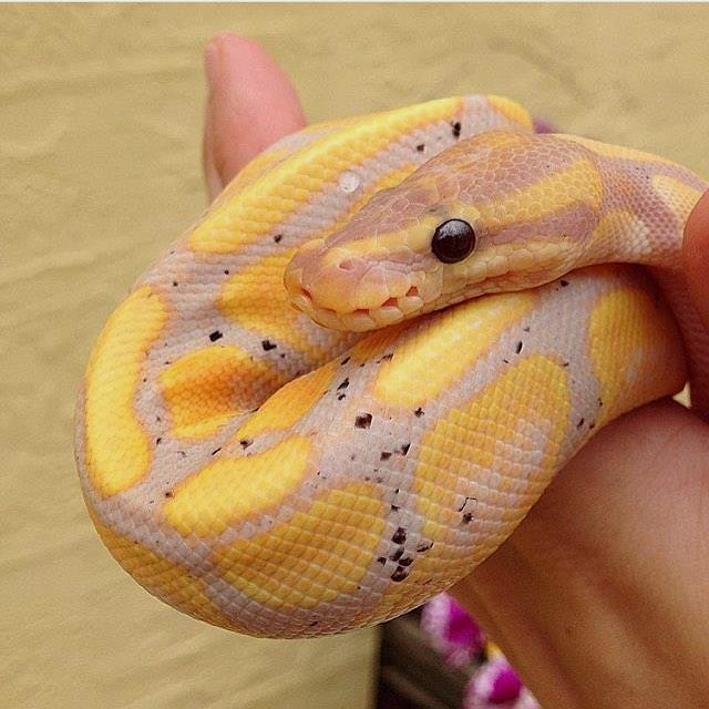 MythicReptiles's tweet photo. Can you name this species and its morph? Tag a friend who wants one!
#reptiles #reptilesofinstagram #nature https://t.co/lEcbG9Dddr