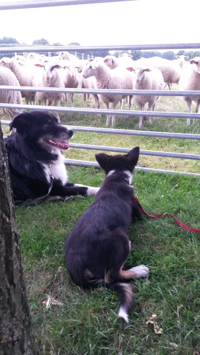 Aussie STAN (@heidert72) on Twitter photo 