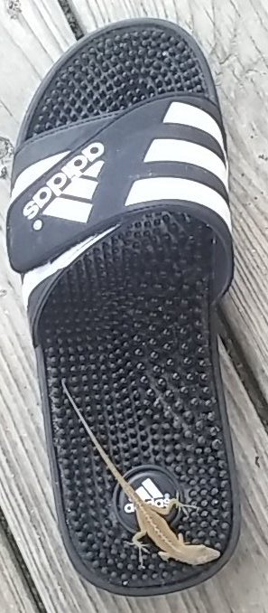 benolastname's tweet photo. My lizard friend hunting flies, always on my Adidas slides #outsidepet #MrLizard #hangingout #Adidas #oldschool 😂 https://t.co/RedEwPeNFK