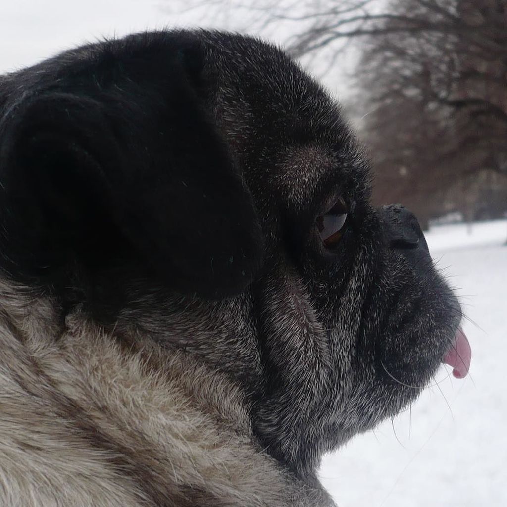mostlypug's tweet photo. 2010. Winter Dexter. Feeling your absence especially strongly today. #pugsofinstagram #old… https://t.co/WaejSRAASS https://t.co/21oAjCNccu