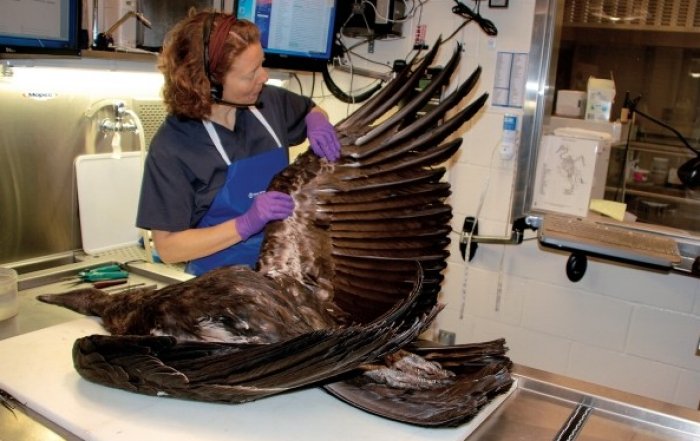 USFWS's tweet photo. Forensics lab uses cutting-edge technology to help solve crimes against wildlife: https://t.co/dHI6Unzh4C https://t.co/kkX8Ki3O8D