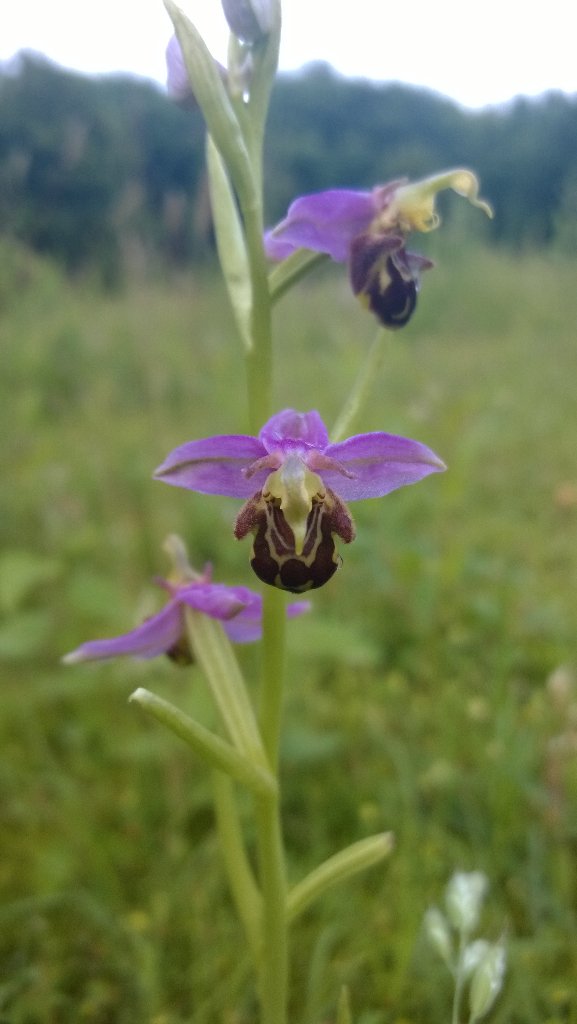 Nieuwe groeiplaats orchideeën bij  Haverleij. O.a. de zeldzame bijenorchis! #denbosch # orchidee
