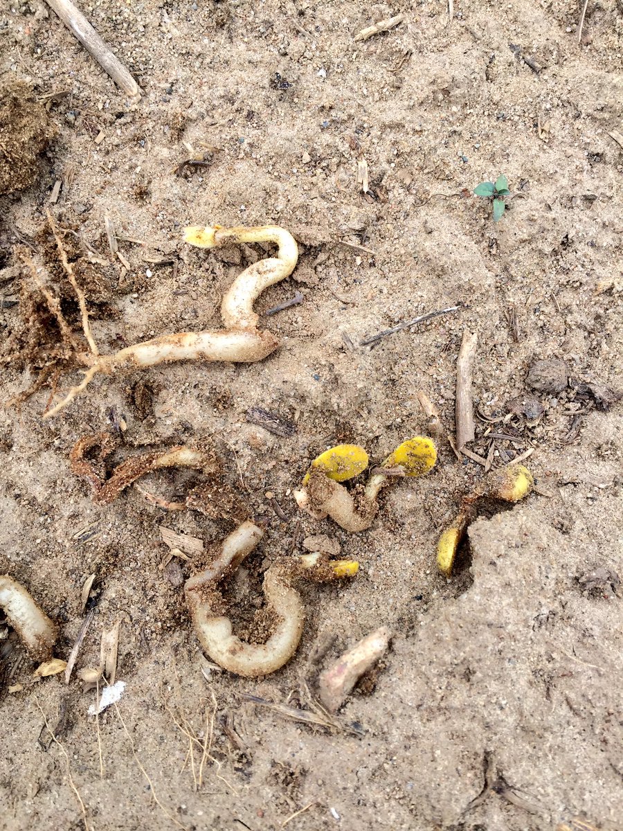 WaterlooCrop's tweet photo. Seeing lots of damage to beans on sandy ground #ontag #fromthefield #scout16 #grainbugs https://t.co/P9dX7e39yB