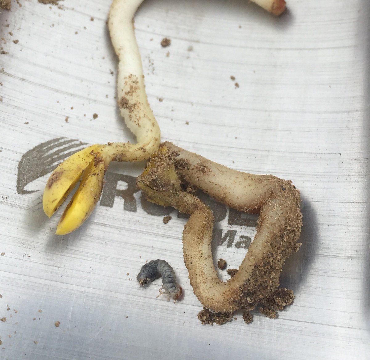 WaterlooCrop's tweet photo. Seeing lots of damage to beans on sandy ground #ontag #fromthefield #scout16 #grainbugs https://t.co/P9dX7e39yB