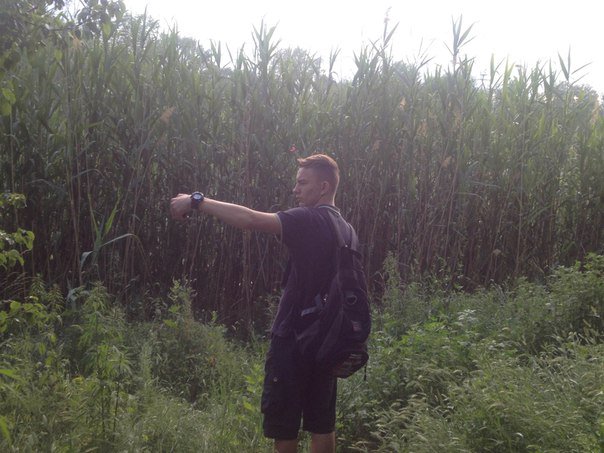 hummingbirds tweet media