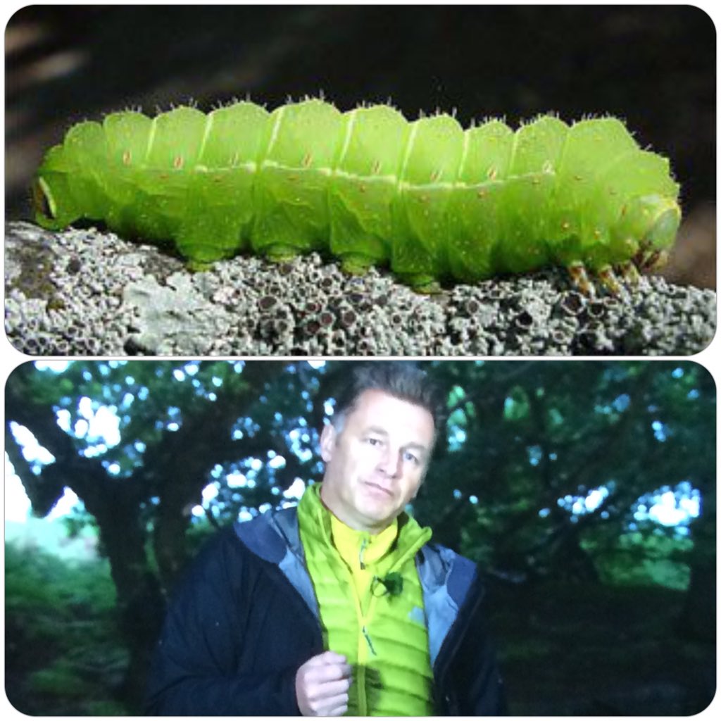 FatBackedTelly's tweet photo. Who wore it best? @ChrisGPackham or the caterpillar? @BBCSpringwatch #springwatch 🐛 https://t.co/sNhm46yGna