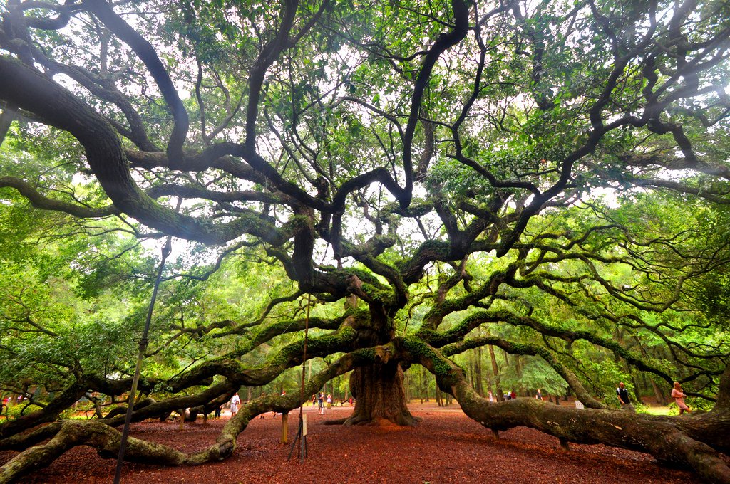 Senderosmadrid's tweet photo. Si supiera que el mundo se acaba  mañana, yo, hoy todavía, plantaría un árbol. Martin Luther King https://t.co/caucP70iGf