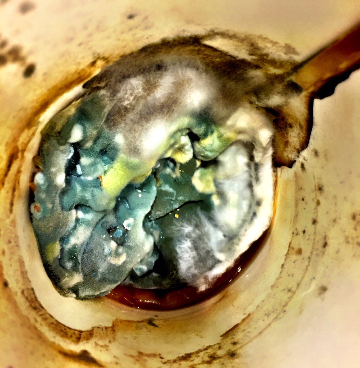 rockedu_'s tweet photo. #FoundinLab at the bottom of a coffee cup that was tucked into #scisat16 supplies box. A successful colonization! https://t.co/5kpcs8FRQj