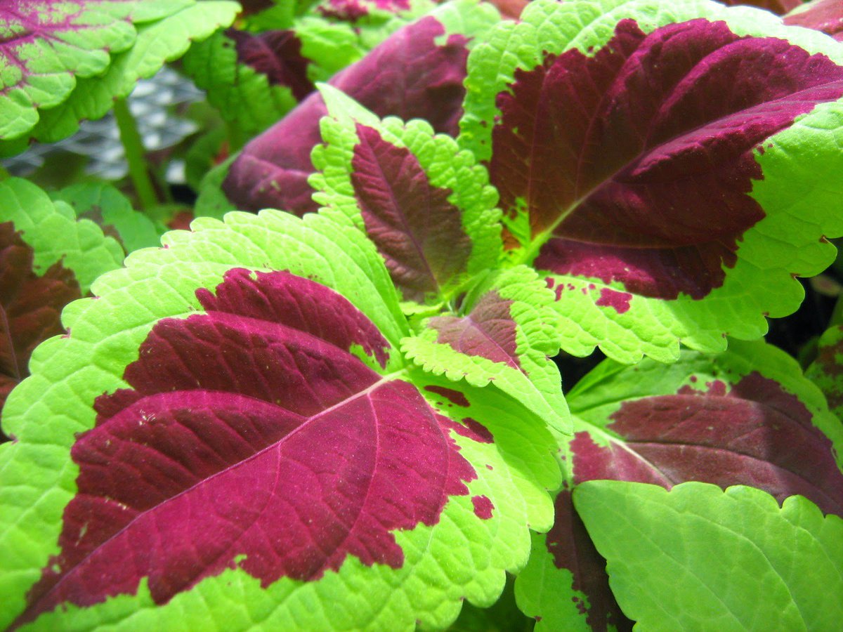 vitamin_cartel's tweet photo. Top quality #forskolin #forsale online - the best #supplement for good #health https://t.co/F4ub4H86JF https://t.co/poztHOQBMV
