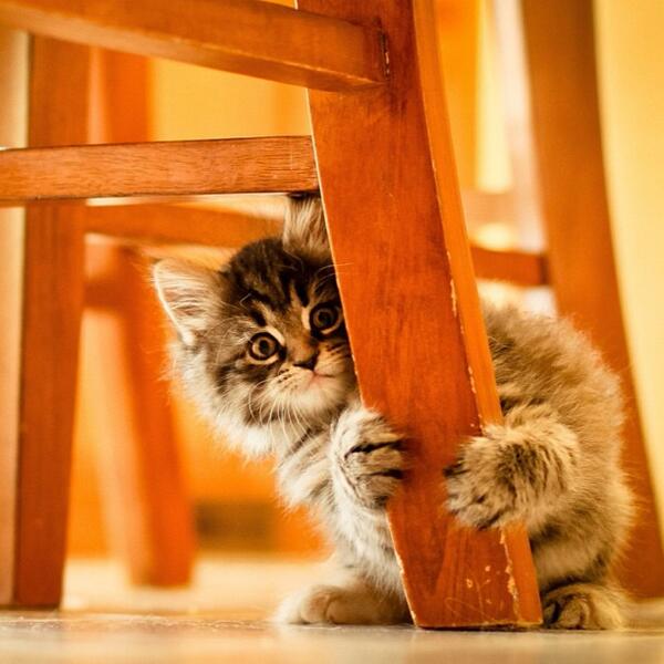 PicsOfCuteCats tweet picture