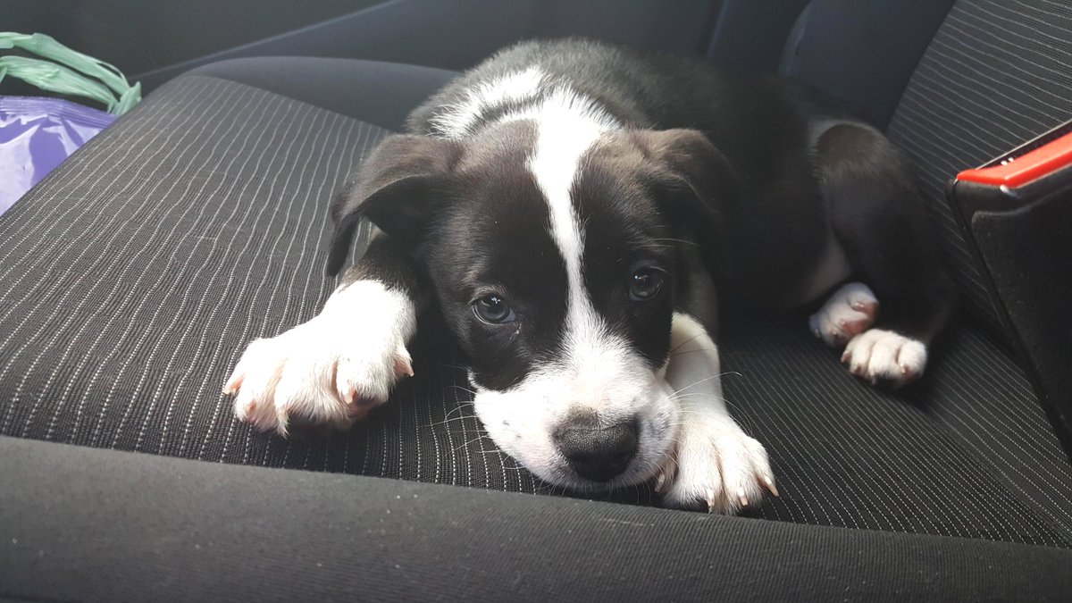 pulseanimals's tweet photo. Rescued this little stinker today. https://t.co/FUv7yvGxdH