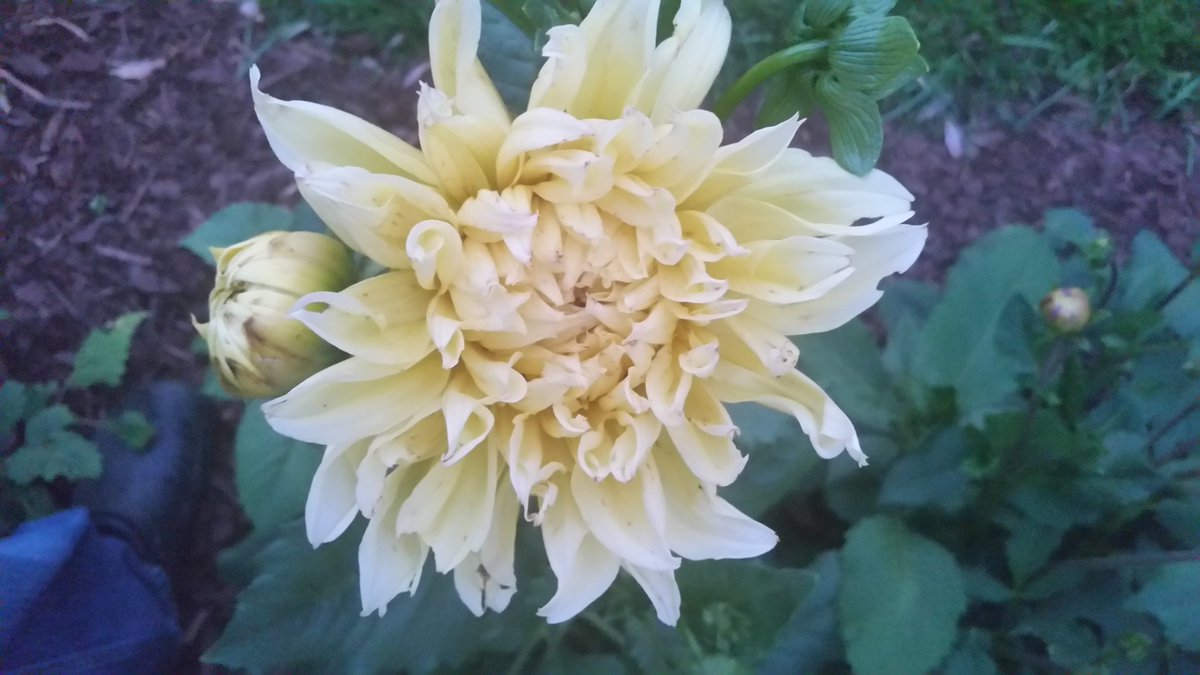 whatrobbieloves's tweet photo. Just say WOW!
# yellowdahlia https://t.co/SaQuLNwqtB
