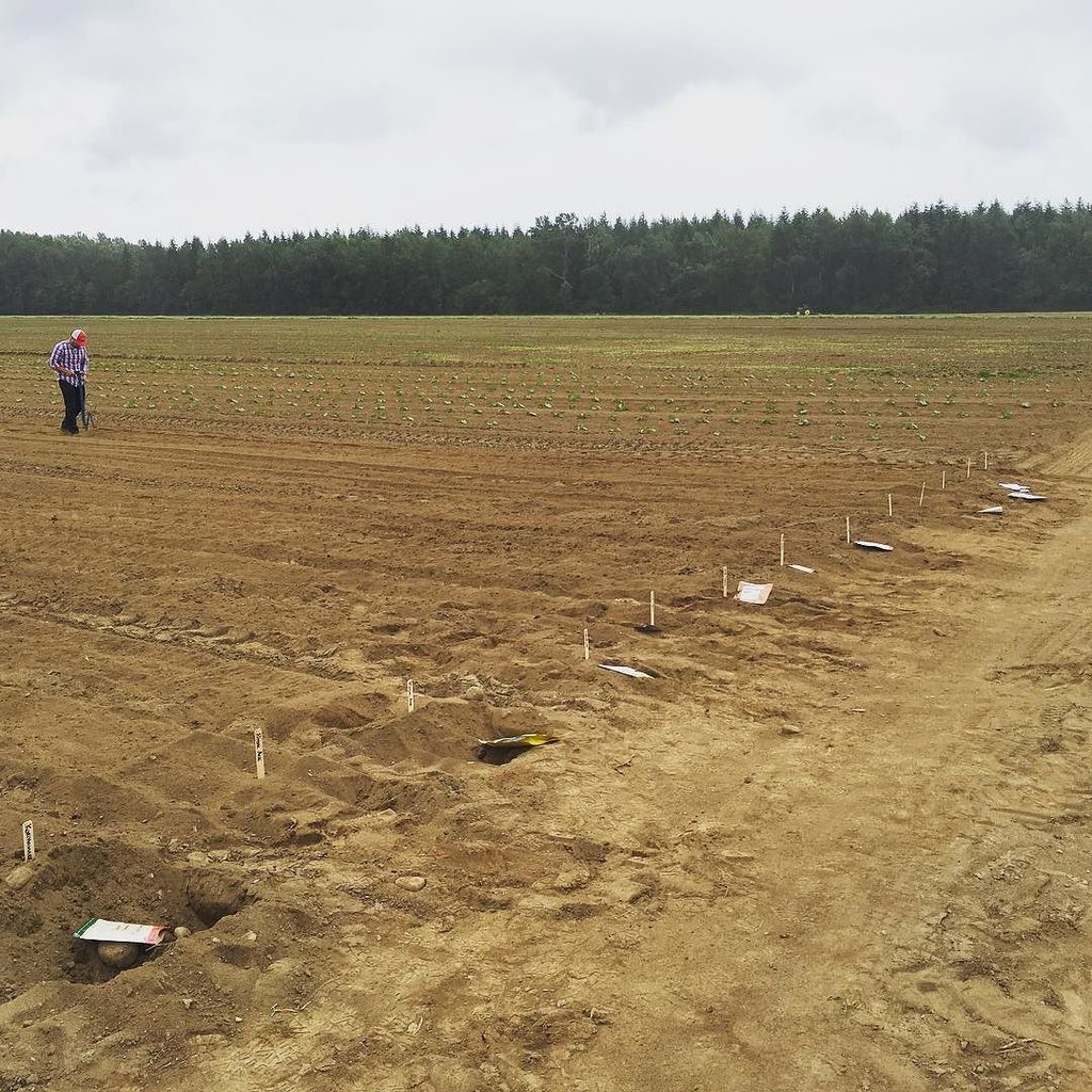 Heppell's Potato tweet media