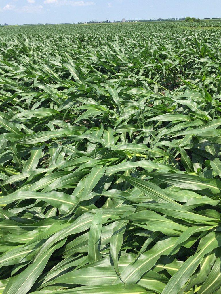 KyleMcClelland1's tweet image. #rootlodging in V12 corn across pockets in Western Illinois after Sunday storm.  V8 corn not affected.