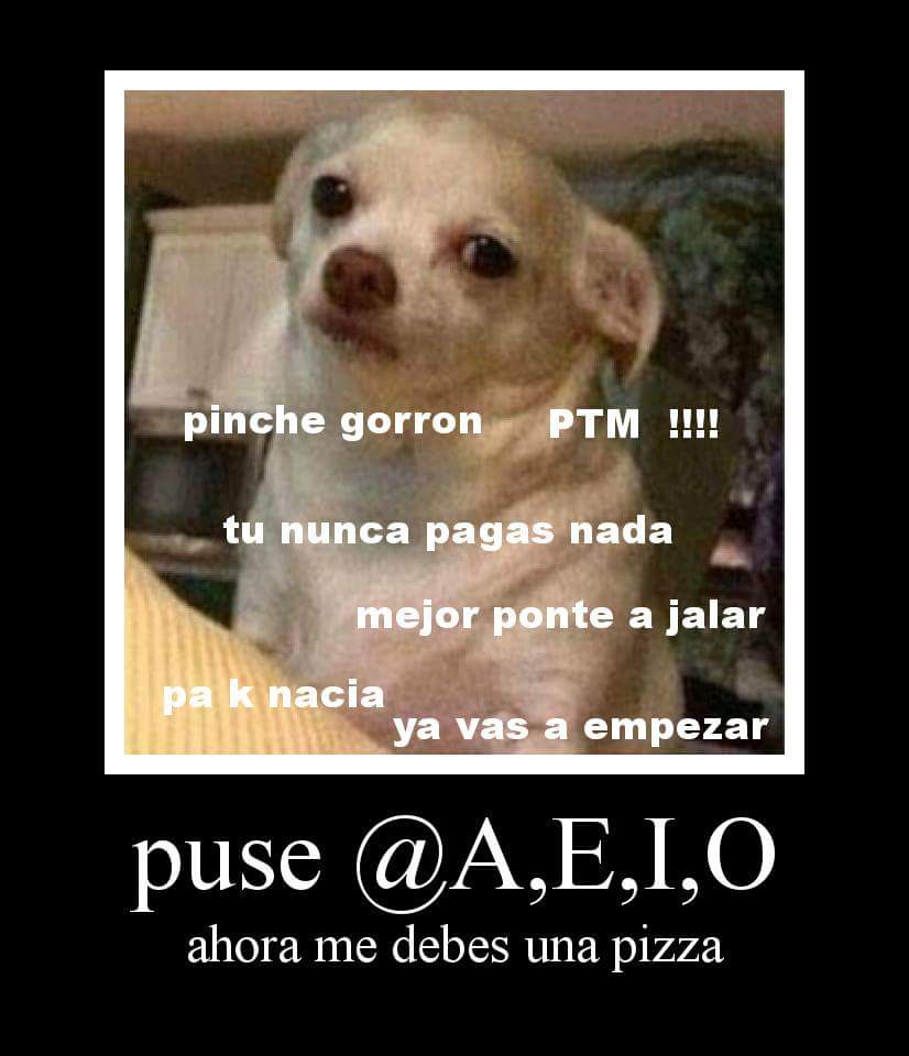 Memes Del Perro PerroMemes Twitter