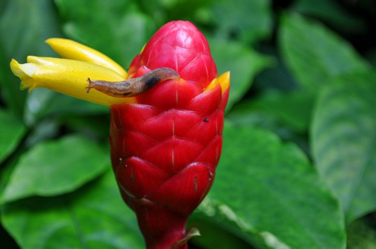 FantasticGarden's tweet photo. Slugs NOT Welcome: How To Keep Slugs Away From Your Garden #FantasticTips https://t.co/mM6GL1NAkn https://t.co/VZUNSlPfxD