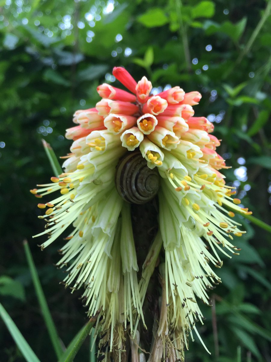 Not sure this wig suits the snail...