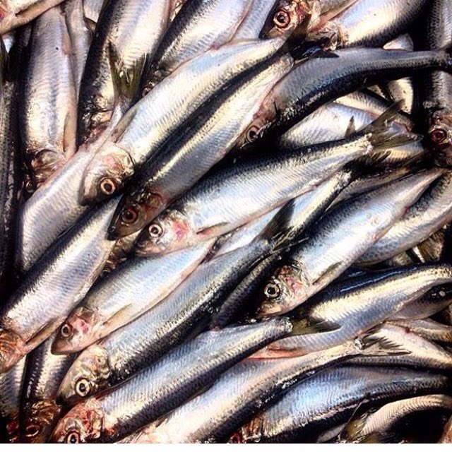 One fish, two fish. #fresh #fish #ocean #seafood #smallfish #sea #saltwater #beach #vancouver #kitsilano